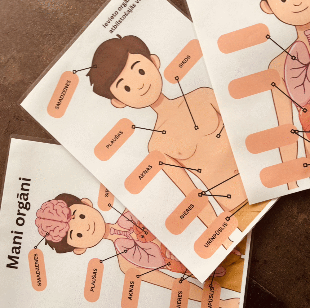 Drukājama spēle bērniem "Mani orgāni" — cilvēka anatomijas mācību materiāls PDF - Image 5