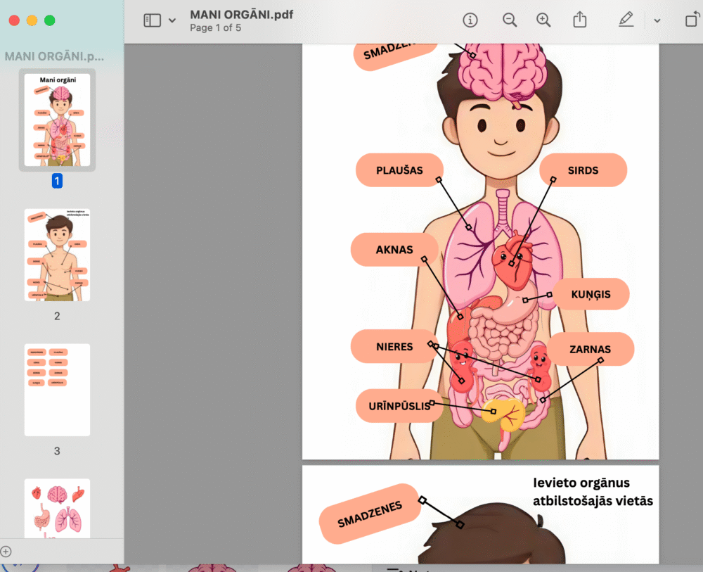 Drukājama spēle bērniem "Mani orgāni" — cilvēka anatomijas mācību materiāls PDF