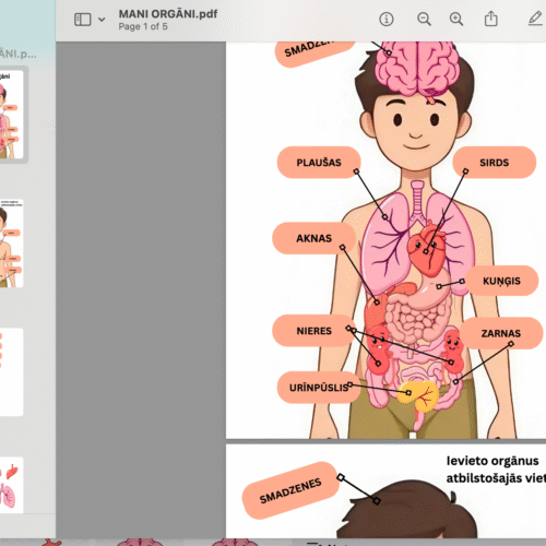 Drukājama spēle bērniem "Mani orgāni" — cilvēka anatomijas mācību materiāls PDF