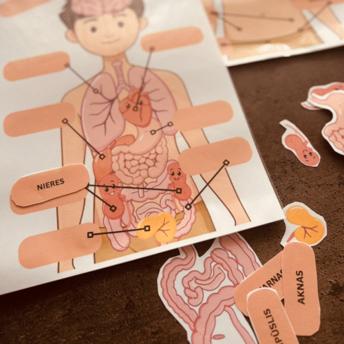 Drukājama spēle bērniem "Mani orgāni" — cilvēka anatomijas mācību materiāls PDF
