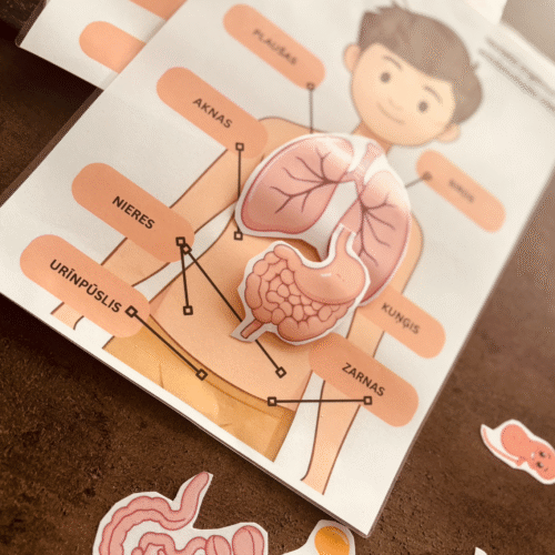 Drukājama spēle bērniem "Mani orgāni" — cilvēka anatomijas mācību materiāls PDF