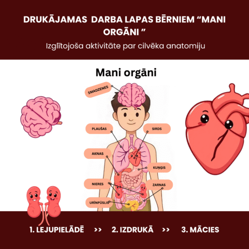 MANI ORGĀNI ANATOMIJA BĒRNIEM darba lapas
