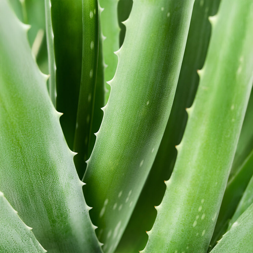 Aloe Vera Mouthwash 80ml buy online grezni lv