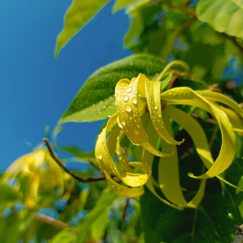 Olfazeta 146 buy online