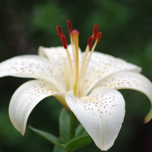 Olfazeta 146 buy online smaržas pirkt grezni lv veikals