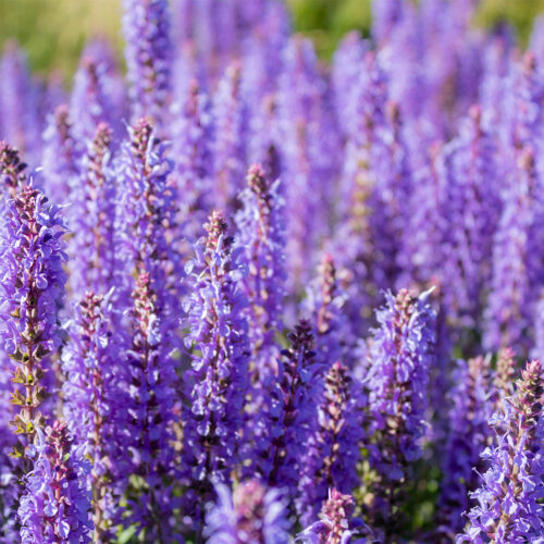 Eternal Love For Him Olfazeta Perfume 162m