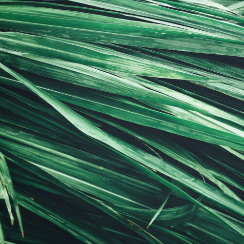 Eternal Love For Him Olfazeta Perfume Chogan