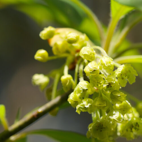 Eternal love chogan olfazeta perfume