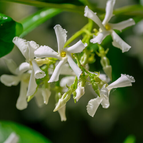 Eternal love chogan olfazeta perfume 161