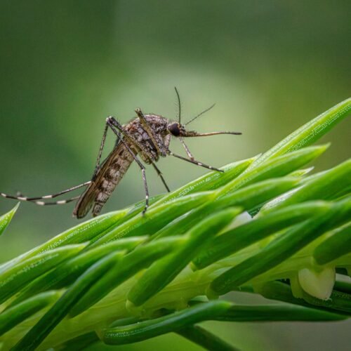 Pret insektiem